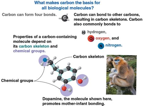 Chapter 4 Carbon And The Molecular Diversity Of Life Flashcards Quizlet