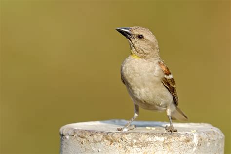 Birding and Photography Blog By Ritesh.: Yellow throated sparrow near ...