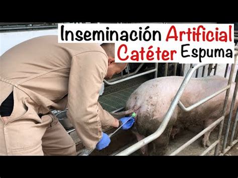 Proceso CORRECTO INSEMINACIÓN artificial CERDAS CATÉTER ESPUMA