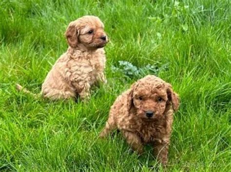 Fox Red Cavapoo Puppies In Darlington Dl1 On Freeads Classifieds