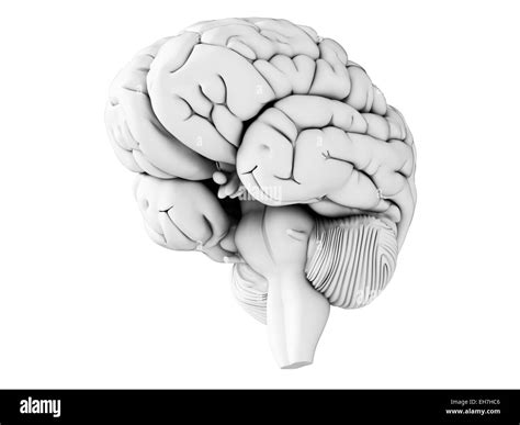 Human Brain Illustration Stock Photo Alamy