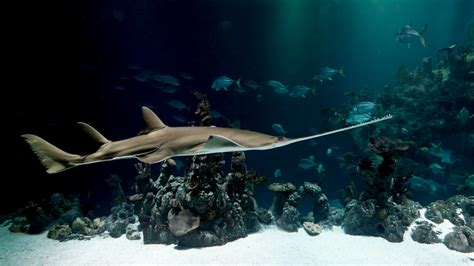 Sawfish in Aquariums & Media — Sawfish Conservation Society