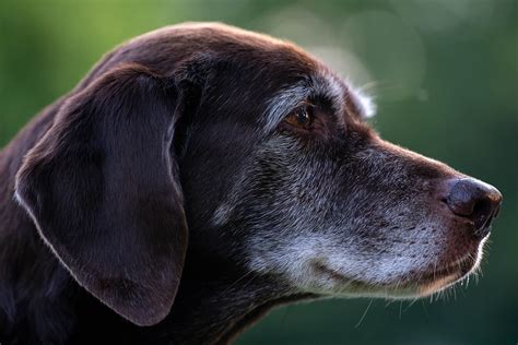 Schokoladen Labrador Labrador Hund Kostenloses Foto Auf Pixabay