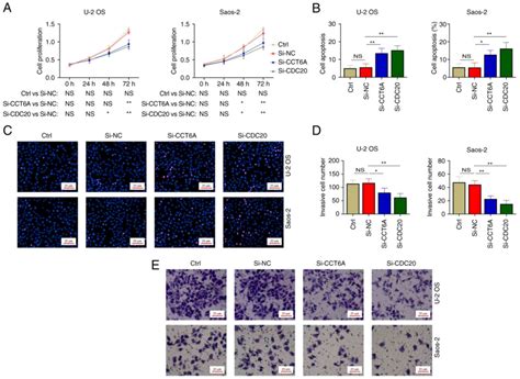 Cct6a Is Associated With Cdc20 Enneking Stage And Prognosis In