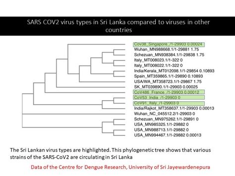 Usj Dengue Research Scientists Sequenced Entire Genome Of Sars Cov