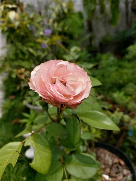 Pink rose at garden stock image. Image of nature, garden - 168954707