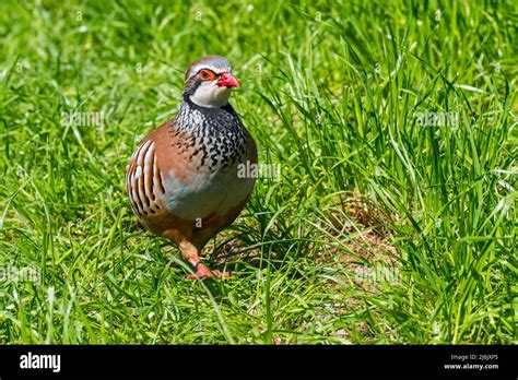 Red Legged Partridge France Hi Res Stock Photography And Images Alamy