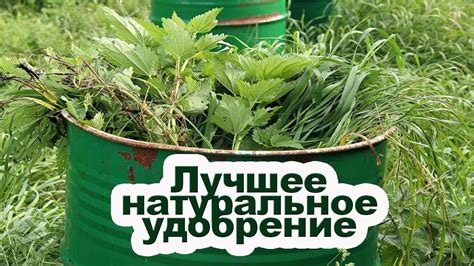 Как приготовить зеленое удобрение из травы. - YouTube