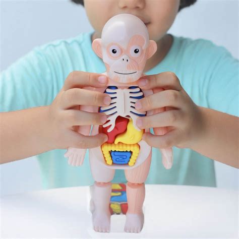 Kids Science Kit Human Body Anatomy Model Learning Educational Toys Gift Stem Montessori at Home ...