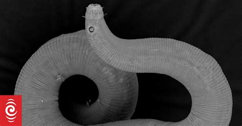 scientists find   species  worm  porirua rnz news