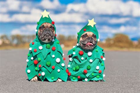 Funny Pair Of French Bulldog Dogs Wearing Festive Christmas Tree