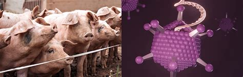 First Report Of Porcine Circovirus Type E In Europe