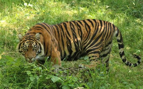 Explore Indialand: How to survive a tiger attack in the jungle?