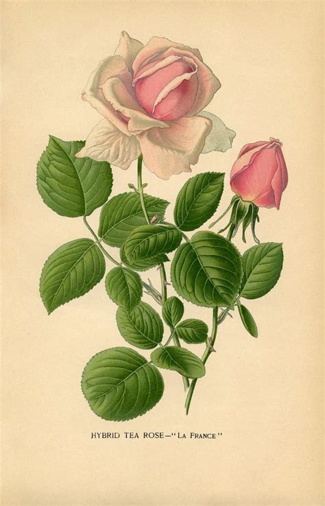 Free Vintage Roses Images Gorgeous Botanical Drawings