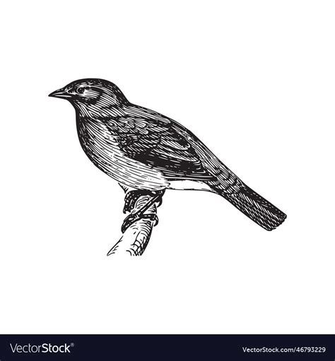 A Drawing Of Bird That Is Black And White Vector Image