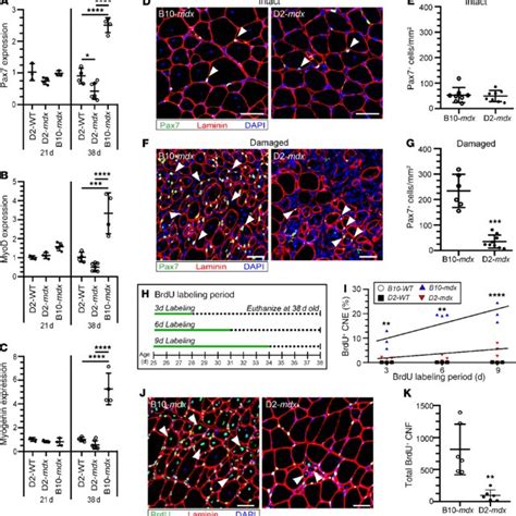 Muscles From D2 Mdx Mice Show Evidence Of Muscle Degeneration And