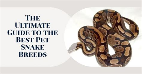 Breeds of Pet Snakes