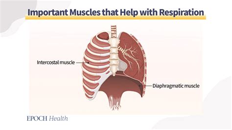 How To Improve Lung Function 3 Ways And 4 Simple Exercises The Epoch