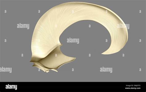 The Falx Cerebri And Tentorium Cerebelli Are Thin Dural Structures