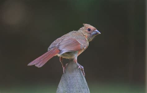 Nestwatch Fledgling Northern Cardinal Nestwatch