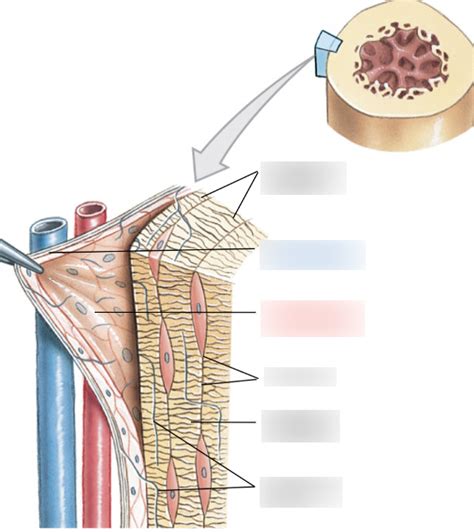 periosteum diagram Diagram | Quizlet