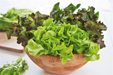 The 10 Best Lettuces For The Healthiest 365 Day Salad Supply