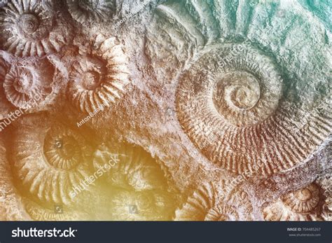 Fossilized Sea Shell Stock Photos - 19,303 Images | Shutterstock