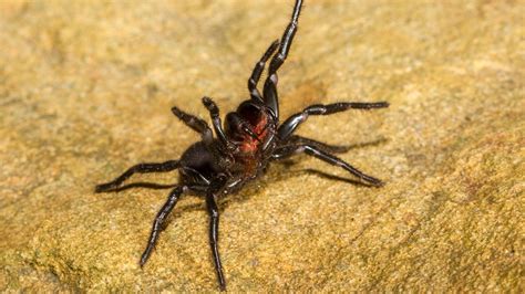 Spider venom could be key to treating heart attack, stroke