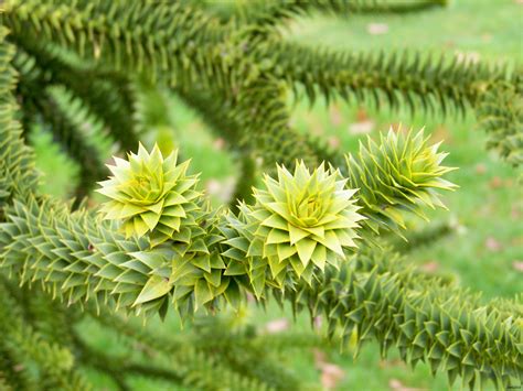 Botanical Guardians: 10 Endangered Plants That Deserve Preservation Efforts