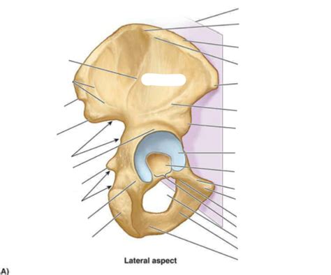 Lateral Aspect Of Hip Osteology Diagram Quizlet