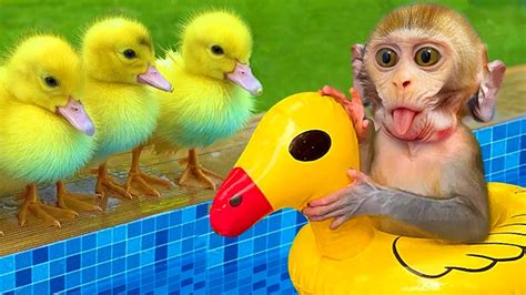 Monkey Baby Bon Bon Plays With Colorful Balloons And Swims With