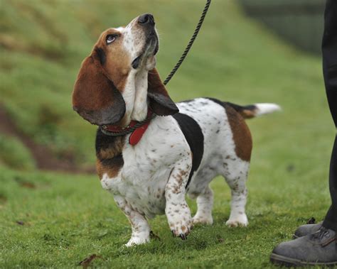 Basset Hound Breed Information Vetstreet Vetstreet