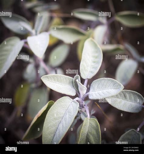 Sage herbal plant Stock Photo - Alamy