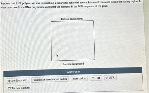 Solved Suppose That Rna Polymerase Was Transcribing A Chegg