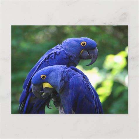 Hyacinth Macaws Postcard