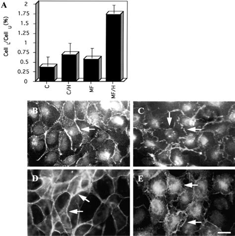 Ectopic expression of δ catenin promotes HGF stimulated cell spreading