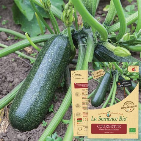 La Semence Bio Courgette verte des Maraîchers Halte Terre Native