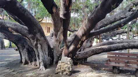 Lahaina banyan tree is THE Maui banyan tree you need to see in Hawaii ...