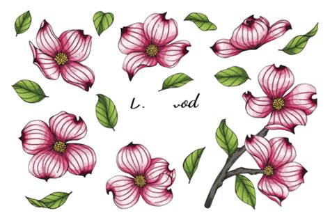 Dogwood Flower Png Vector Psd And Clipart With Transparent