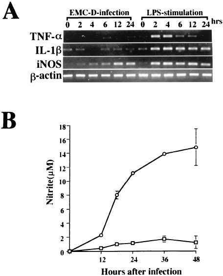 A Rt Pcr Analysis Of Tnf Il Inos And Actin Mrnas In