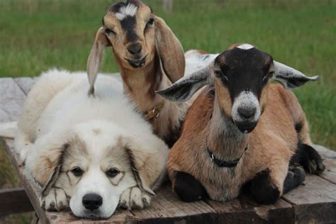 Dogs Who Have Found Goats And Are Totally Keeping Them The Dodo