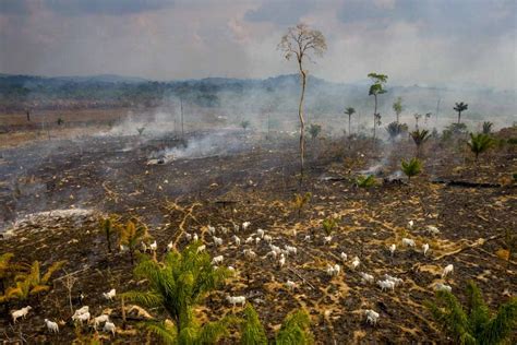 Desmatamento na Amazônia bate recorde no primeiro trimestre de 2022