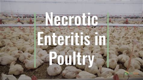 Biofeed Technology Necrotic Enteritis In Poultry Youtube