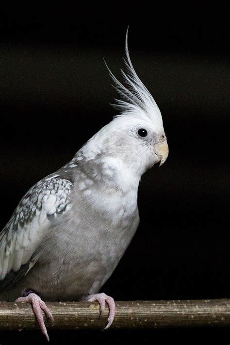 Why Is Your Cockatiel Losing Feathers Frequent Causes