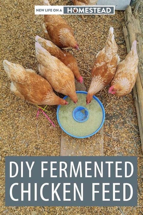 DIY Fermented Chicken Feed So Easy Chicken Feed Fermenting