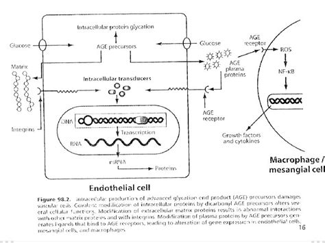 Biochemistry And Molecular Cell Biology Of Diabetic Complications