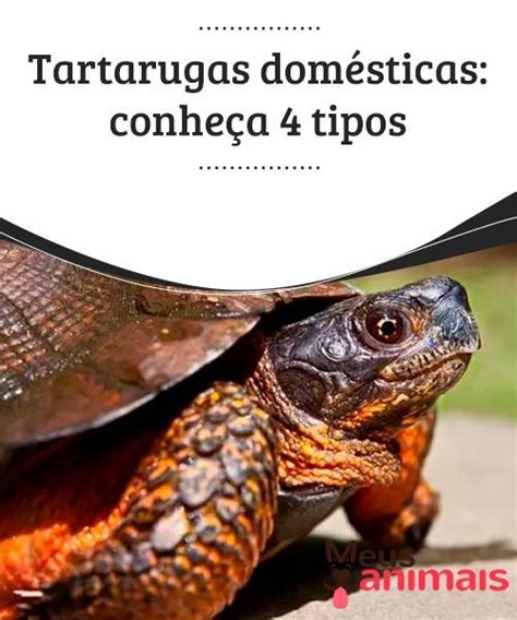 Tartarugas Dom Sticas Conhe A Tipos Tartarugas Domesticas Tipos