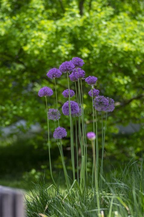 Allium Hollandicum Persian Onion Dutch Garlic Purple Sensation