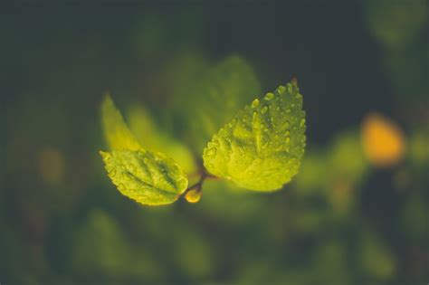 X Closeup Water Drops Nature Macro Plants Leaves Green Depth Of