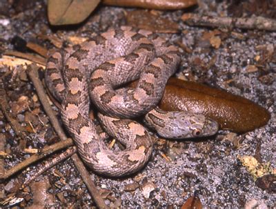 Eastern Ratsnake